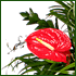 red vase flowers
