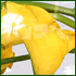 Yellow flowers vase display