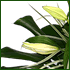 Wedding flowers 