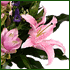 Flower display