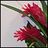 ginger vase