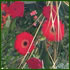 red flower display