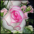 rose table decoration 