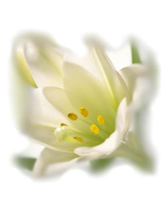 wedding flowers