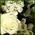 flower delivery from carrington brown