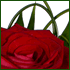 red rose wedding flower display