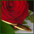 rose table decoration
